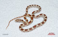 Ultramel High-white Okeetee 16" Male for sale by South Mountain Reptiles