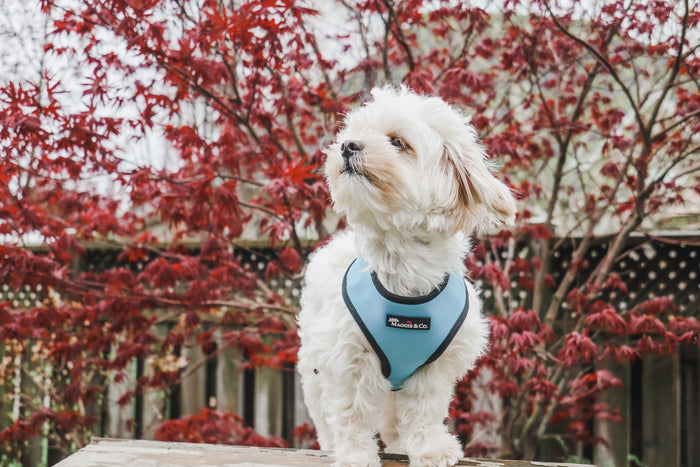 *Urban Pawradise Reversible Harness