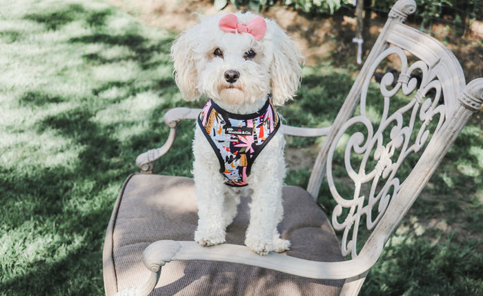 *Urban Pawradise Reversible Harness